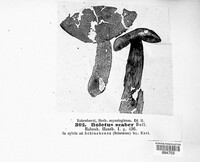 Leccinum scabrum image
